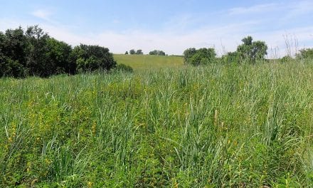 CRP, Grassland Conservation, Early Successional Habitat; Not Just For Pheasants
