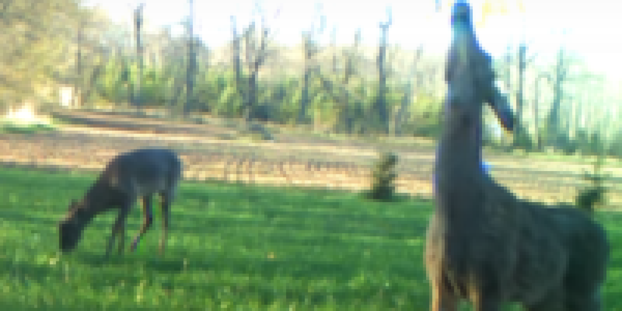 Deer Urine Bans Do Nothing to Slow CWD: Prion Researcher