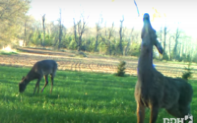 Deer Urine Bans Do Nothing to Slow CWD: Prion Researcher