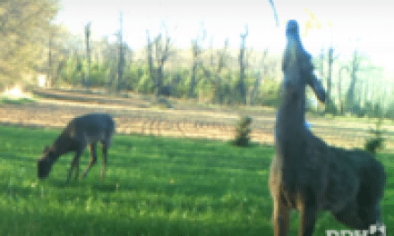 Deer Urine Bans Do Nothing to Slow CWD: Prion Researcher