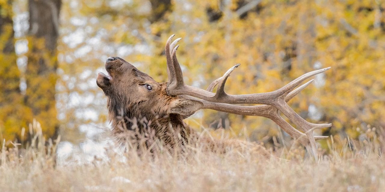 Fall Wildlife Assignment Winner Gene Putney