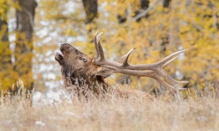 Fall Wildlife Assignment Winner Gene Putney