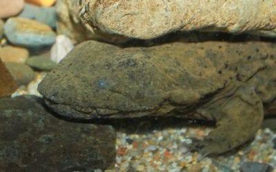 Hellbenders on the Minds of North Carolina Wildlife Commission