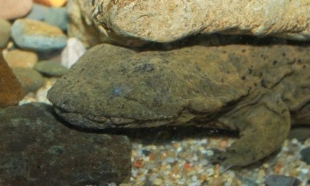 Hellbenders on the Minds of North Carolina Wildlife Commission