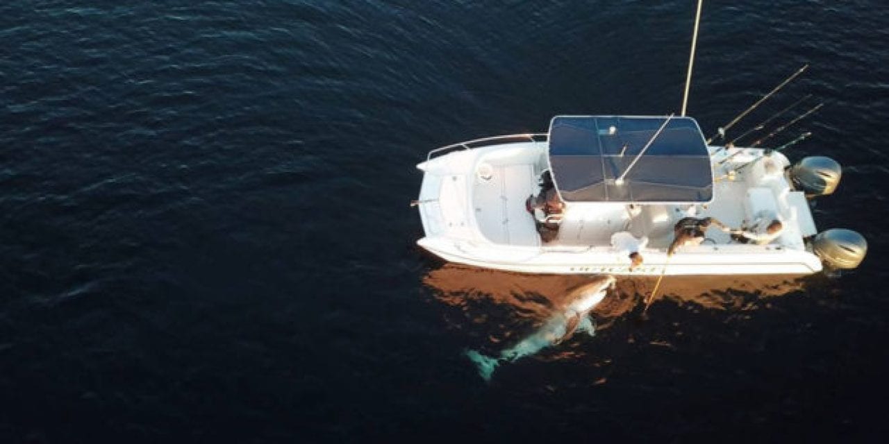 Hilton Head Man Hooks Up With 15-Foot, 2,600-Pound Great White Shark