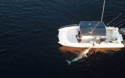 Hilton Head Man Hooks Up With 15-Foot, 2,600-Pound Great White Shark