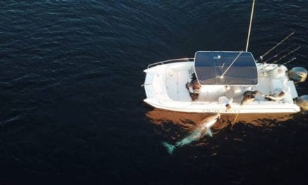 Hilton Head Man Hooks Up With 15-Foot, 2,600-Pound Great White Shark