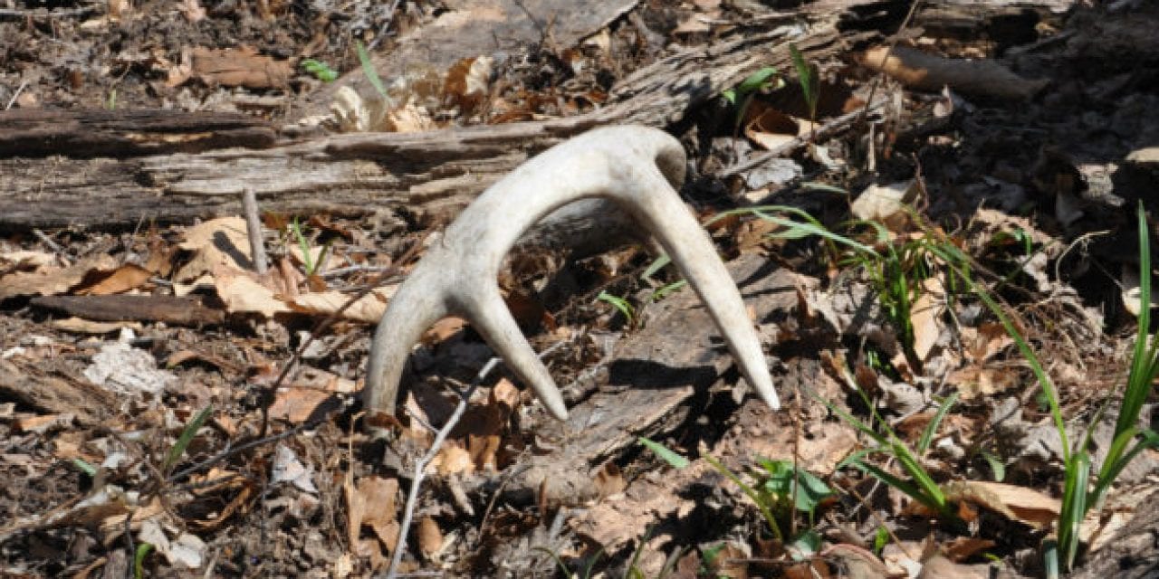 I Think I Enjoy Shed Hunting More Than Hunting the Deer Themselves