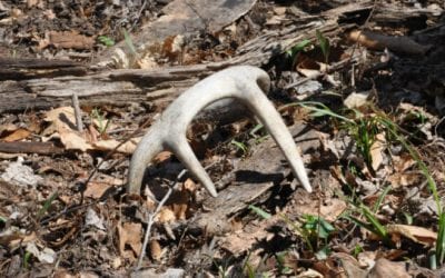 I Think I Enjoy Shed Hunting More Than Hunting the Deer Themselves