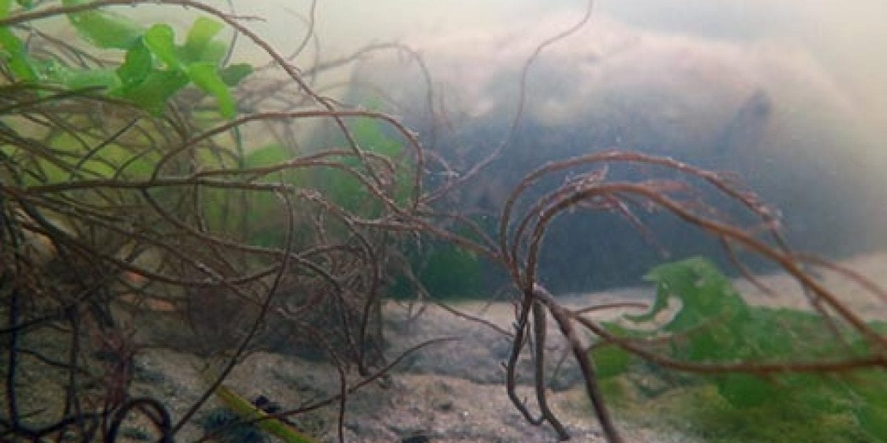 Is nonnative red alga a friend or foe? It all depends…