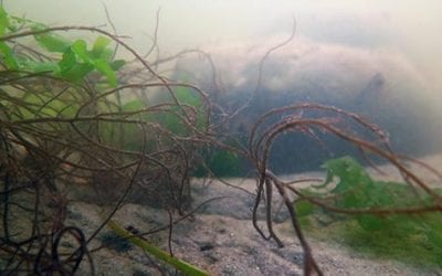 Is nonnative red alga a friend or foe? It all depends…