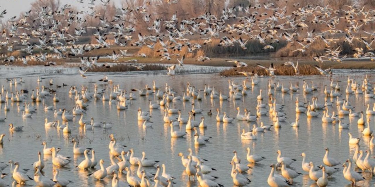 Join Frans Lanting For A Free Bird Photography Workshop