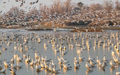 Join Frans Lanting For A Free Bird Photography Workshop