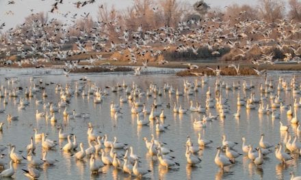 Join Frans Lanting For A Free Bird Photography Workshop