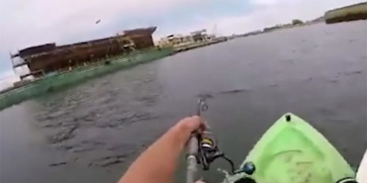 Kayaker Taken for a Ride By a Kingfish