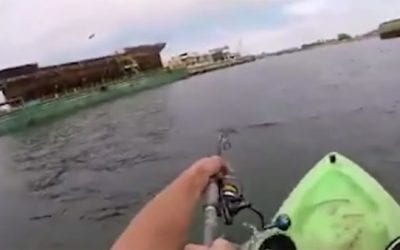 Kayaker Taken for a Ride By a Kingfish