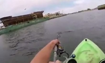 Kayaker Taken for a Ride By a Kingfish