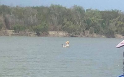 Man Spotted Fishing in Croc-Infested Waters Needs to Reassess Things