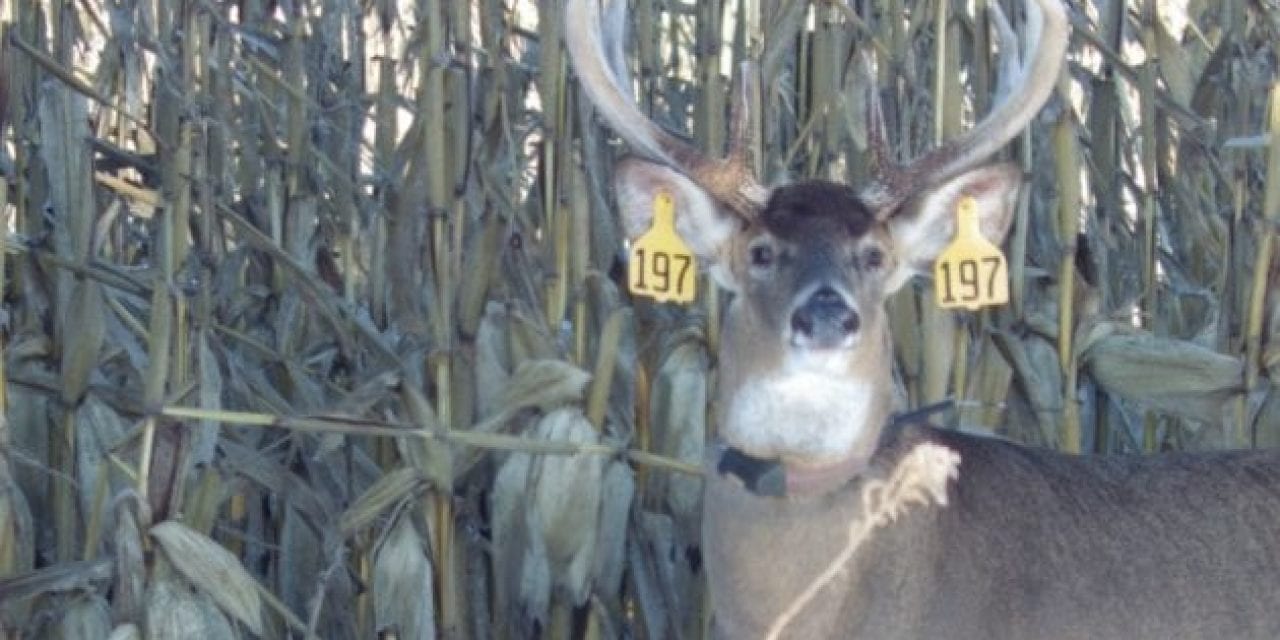 Mississippi State Study Sheds Light on Buck Movement