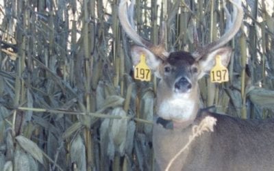 Mississippi State Study Sheds Light on Buck Movement