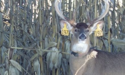 Mississippi State Study Sheds Light on Buck Movement