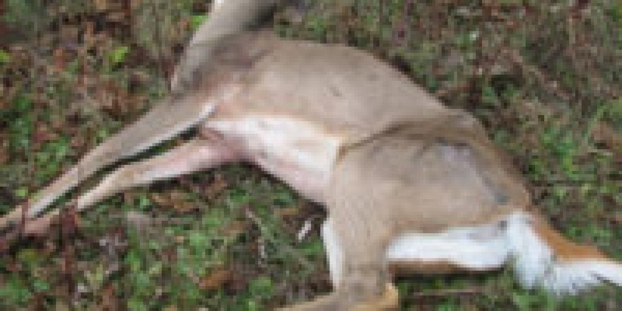 Mysterious Deer Deaths Solved in Pennsylvania