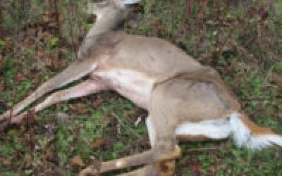 Mysterious Deer Deaths Solved in Pennsylvania