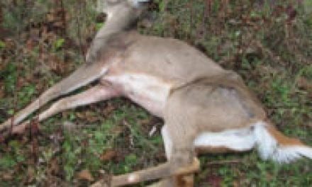 Mysterious Deer Deaths Solved in Pennsylvania