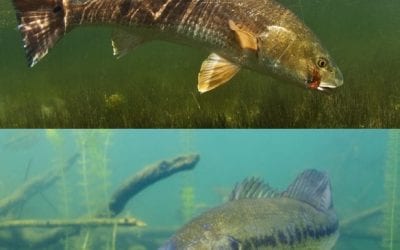 New and Long Needed Category For ODU “Tournament News & Results”