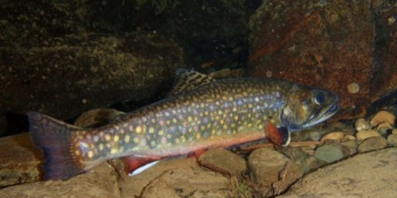 New model identifies Eastern U.S. stream sections holding wild brook trout