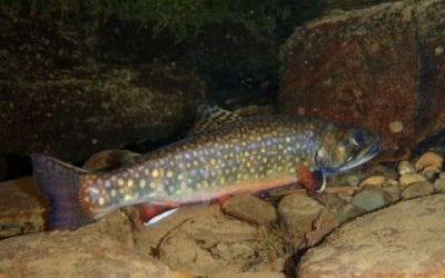 New model identifies Eastern U.S. stream sections holding wild brook trout