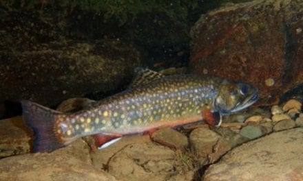 New model identifies Eastern U.S. stream sections holding wild brook trout