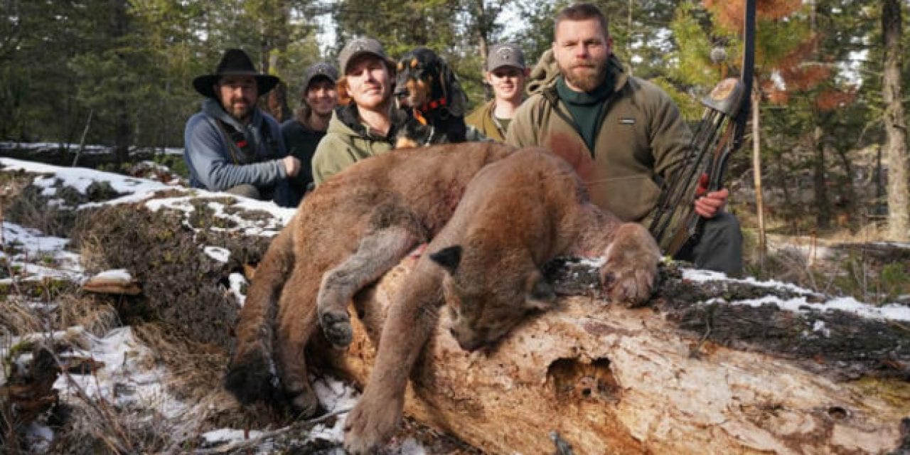Oregon Lawmakers Advance Bills Allowing Predator Hunting With Dogs