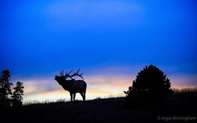 Photo Of The Day By Angie Birmingham