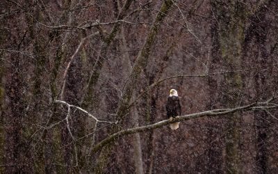 Photo Of The Day By Chad Briesemeister