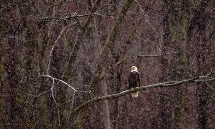 Photo Of The Day By Chad Briesemeister