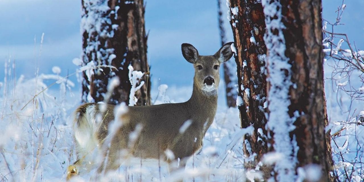 Post-Season Scouting For Deer