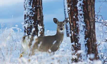 Post-Season Scouting For Deer