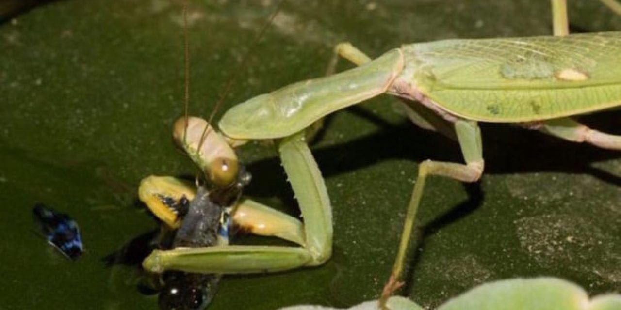 Praying Mantis Discovered Fishing, a First Seen in the Wild