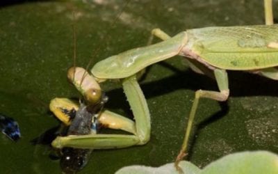 Praying Mantis Discovered Fishing, a First Seen in the Wild
