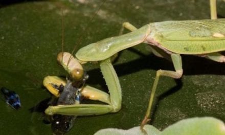 Praying Mantis Discovered Fishing, a First Seen in the Wild
