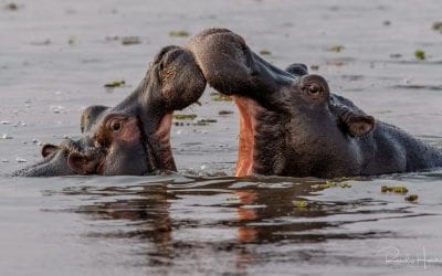 reCOMPOSE Podcast 045: Interview with Randy Hanna