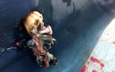 Remember the Mako Shark That Was Impaled by a Marlin?