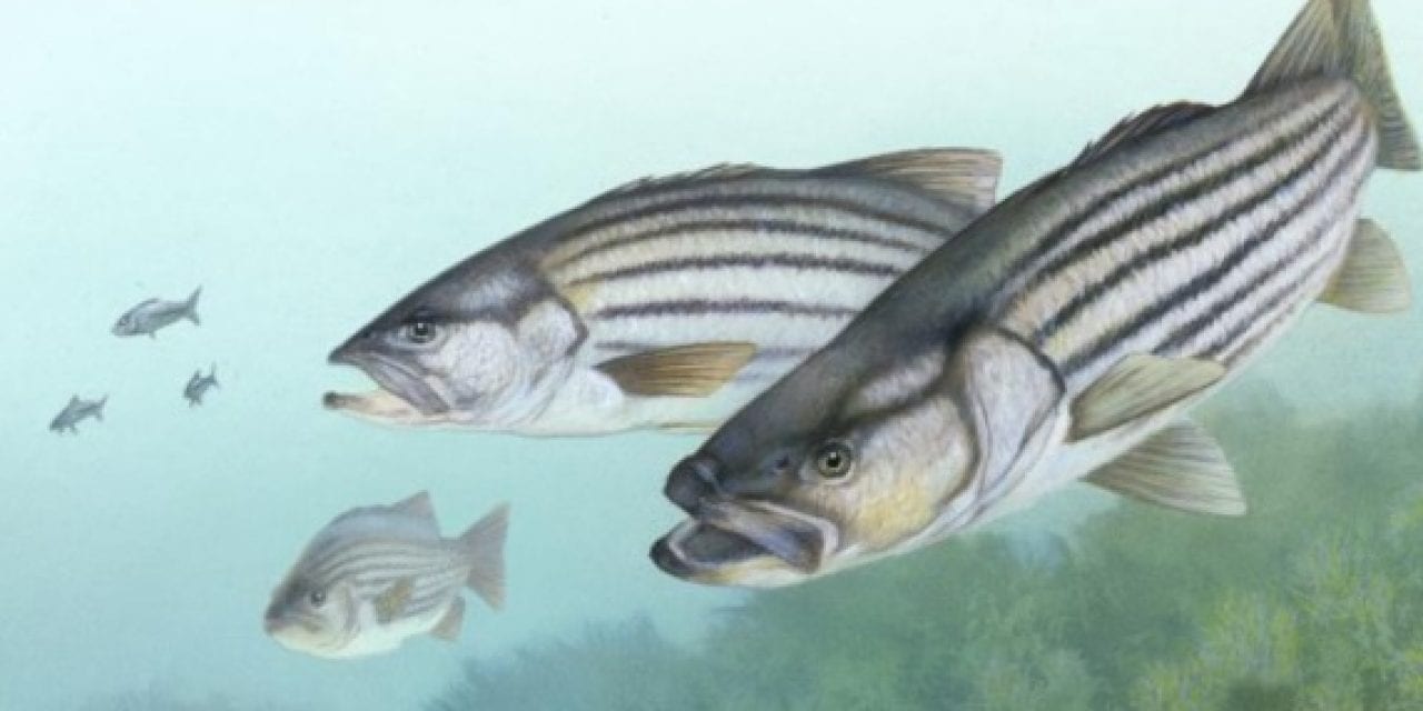 Shutdown stalling striped bass management decisions