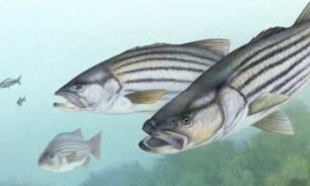 Shutdown stalling striped bass management decisions