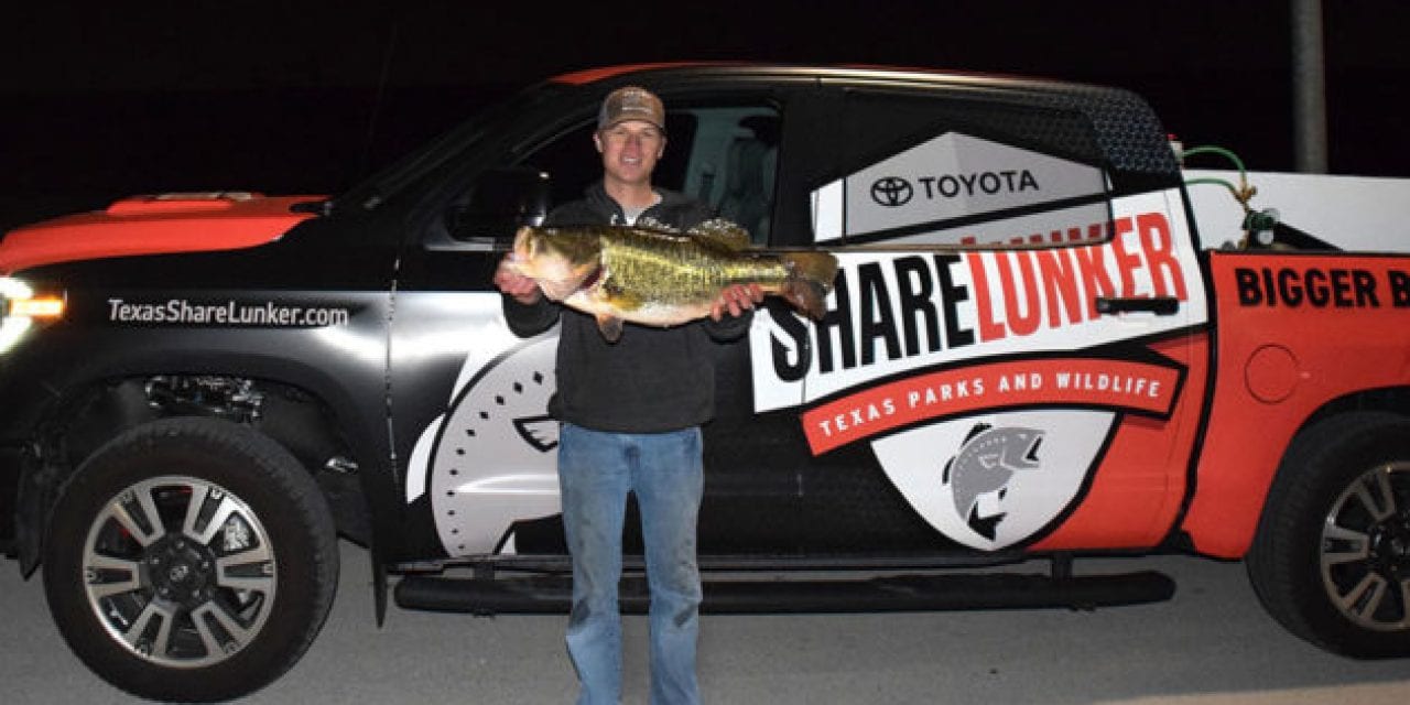 Texas Angler Reels in 14.57-Pound ShareLunker From Marine Creek Lake