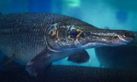 Texas Proposes Ban on Nighttime Bowfishing for Alligator Gar