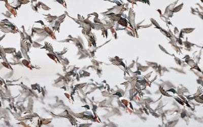 The 10 Best Duck Hunting States