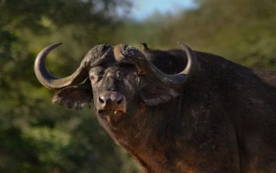 The Big List of Where to Hunt in Africa