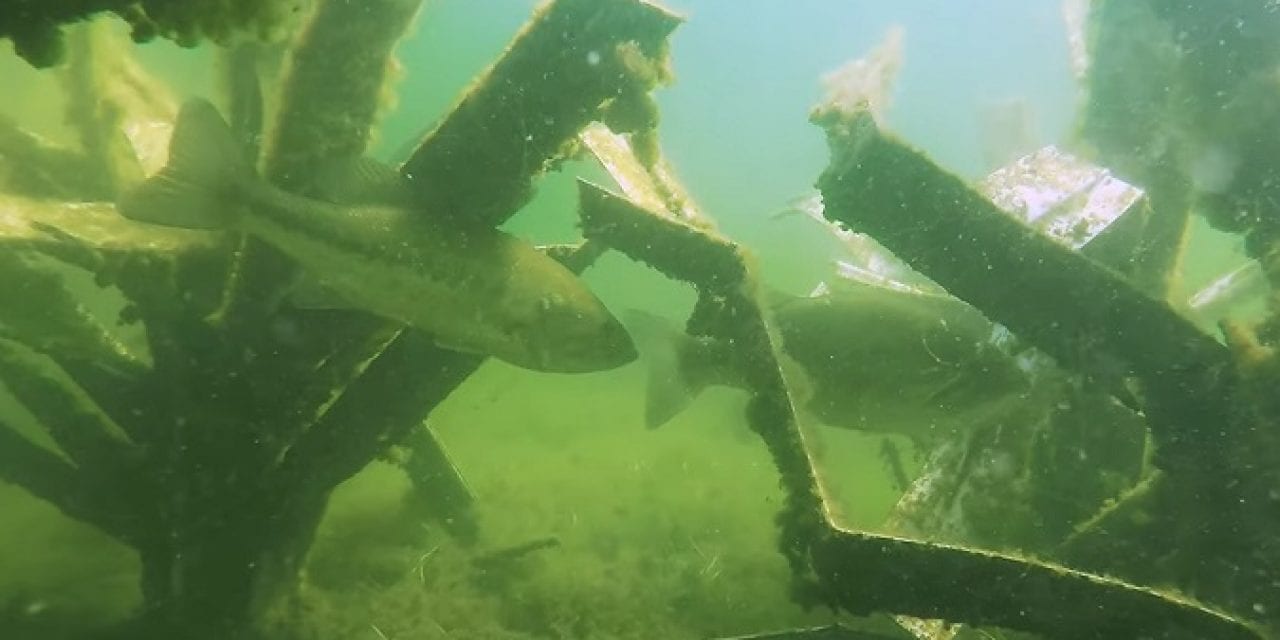 The Science Behind Fishiding Artificial Fish Habitat-Underwater Video